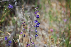 Delphinium parryi