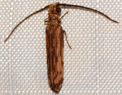 Tenomerga cinerea