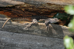 Sceloporus anahuacus