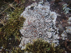 Placopsis rhodophthalma