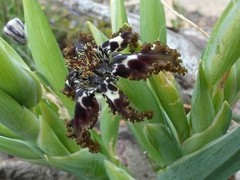 Ferraria foliosa