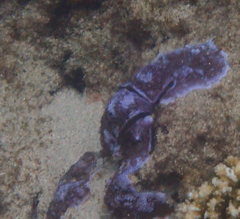 Montipora flabellata