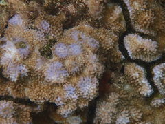 Montipora flabellata