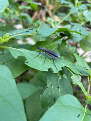 Epicauta curvicornis