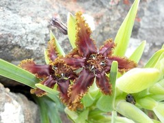 Ferraria foliosa
