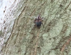Metamasius sericeus