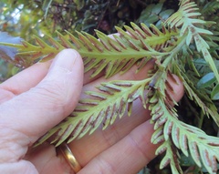 Asplenium flaccidum flaccidum