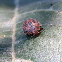 Epilachna paenulata