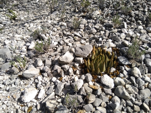 Ariocarpus trigonus