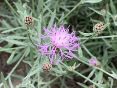 Centaurea stoebe