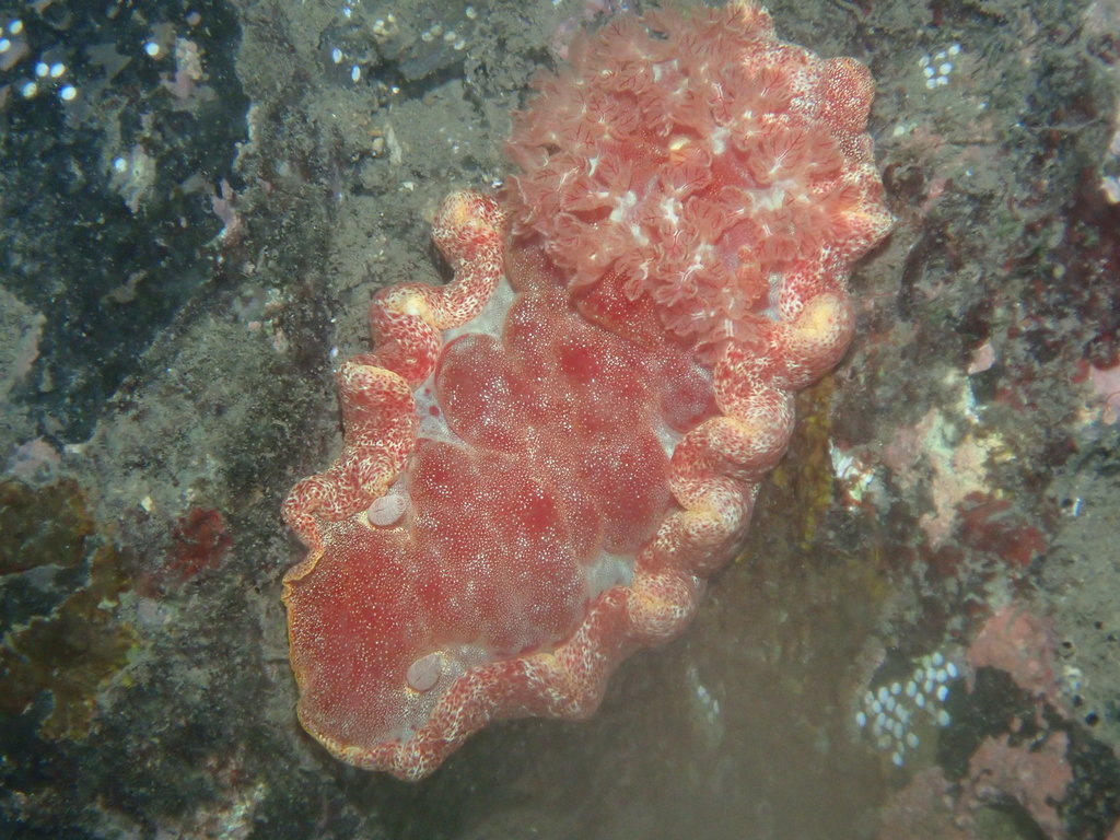 Mottled Spanish Dancer