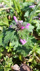 Lamium hybridum