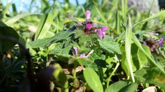 Lamium hybridum