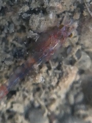 Eumalacostraca