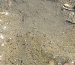 Eumalacostraca