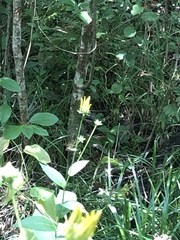 Rudbeckia auriculata