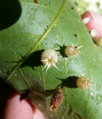 Phylloxera caryaegummosa