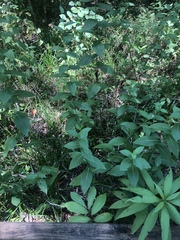 Rudbeckia auriculata