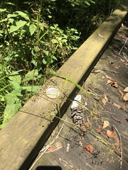 Rhynchospora miliacea