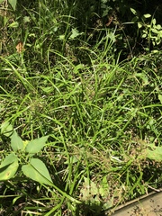 Rhynchospora miliacea