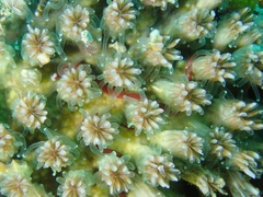 Galaxea astreata