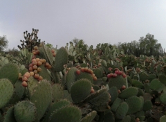 Opuntia joconostle