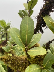 Melicope clusiifolia