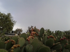 Opuntia joconostle
