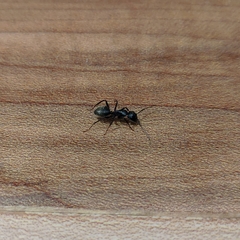 Camponotus pennsylvanicus