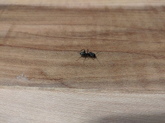 Camponotus pennsylvanicus