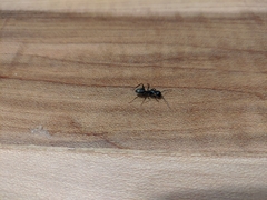Camponotus pennsylvanicus