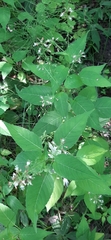 Circaea canadensis quadrisulcata