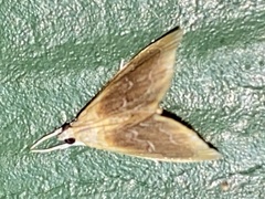 Glaphyria fulminalis