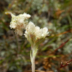 Antennaria rosea confinis