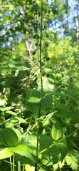 Circaea canadensis quadrisulcata
