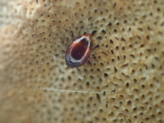Scaphisoma boleti