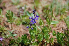 Veronica cusickii