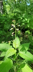 Circaea canadensis quadrisulcata