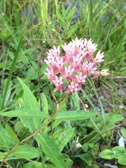 Asclepias rubra