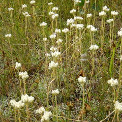 Antennaria rosea confinis