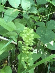 Platanthera flava flava