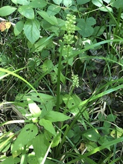 Platanthera flava flava