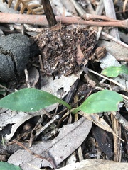 Chiloglottis cornuta