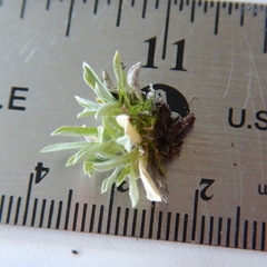 Antennaria rosea confinis