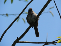 Melospiza melodia morphna