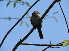 Melospiza melodia morphna