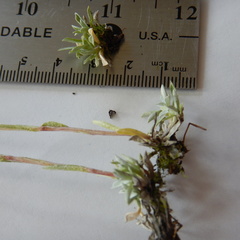 Antennaria rosea confinis