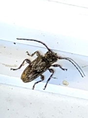 Aegomorphus modestus