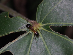 Camponotus pseudoirritans
