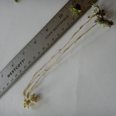 Antennaria rosea confinis